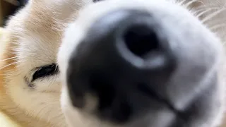 昨晩カミナリのせいでよく寝られなかった柴犬から何か言いたいことがあるようです。