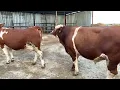 Amazing Bull mating fast jumpers season 2 Session 1