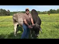 The Cattle Range Listing 904C348-201