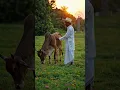 bhramn cattle with owner