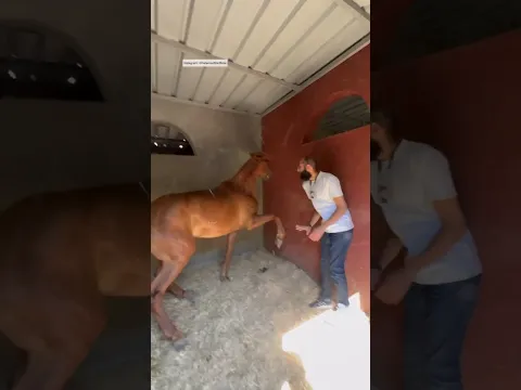 الجزء الأول من الفرس روبى بتصوت وتهجم لو حد دخل عليها البوكس.. تحدى جديد #٦٠شو_مع_الدكتور_حاتم_ستين