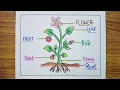 Download Lagu Parts of a Plant Drawing / Parts of Plant Labelled Diagram / How to Draw Parts of Plant Easy