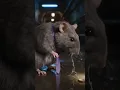 Download Lagu rat ralf home makeover #Ralf #NYCVlog #ratvlogger #animatedstories #bigfoot #bigfootvlog #Veo3