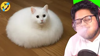 IMPOSSIBLE NOT TO LAUGH 🤣 | Try Not To Laugh Challenge | Funny Videos #91