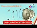 Suara Walet Original Jernih II Suara inap walet dirahasiakan para petani walet