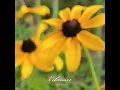 Vibrance
