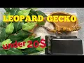 Cheap Gecko Setup Under 20 2023