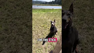 #dream #fyp #pets #doberman #fypシ