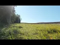Meadow Sounds ASMR 🌿 Rustling Leaves & Countryside Ambience | 30 Minutes
