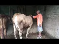 Download Lagu Review sapi dan kandang barunya ~ sapi lanang