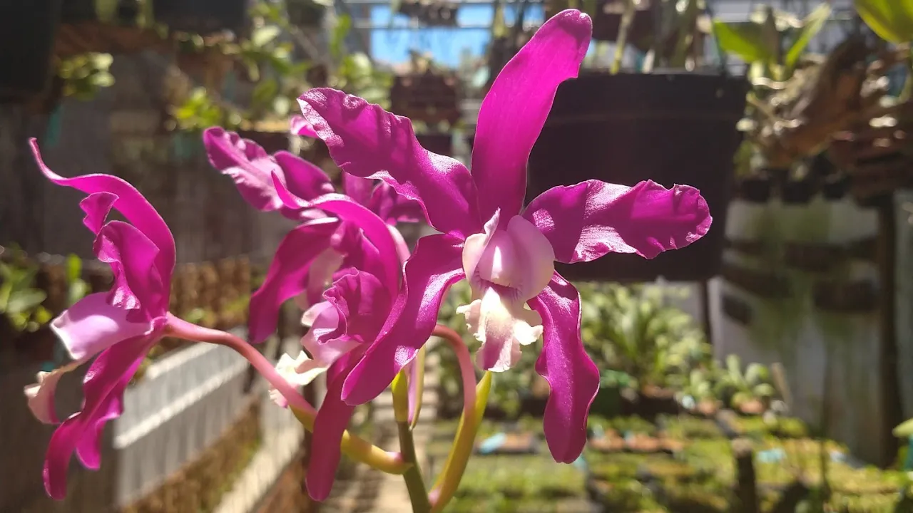 COMO FAZER A ORQUÍDEA FLORESCER