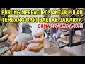 Lagu Terbang Bali - Jakarta Cuma 22 Jam !!!  Burung Merpati Pos Antar Pulau