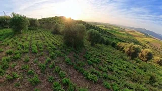 الزعتر في الربيع  ريحة الأرض والحياة  زراعة  زعتر  دندنها