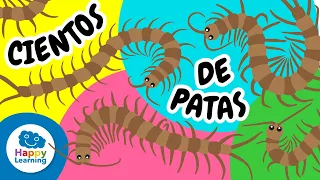 🐛 MIRIÁPODOS: Ciempiés, milpiés y sus increíbles características |Vídeos Educativos @HappyLearningES