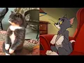 Download Lagu TOM🐱 and JERRY🐭 in Real Life 💥 Best Episodes