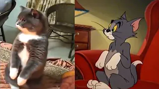 tom and jerry in real life best episodes