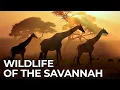 Download Lagu World of the Wild | Episode 2: Africa's Savannah | Free Documentary Nature