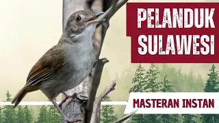 Download Masteran Pelanduk Semak Sulawesi Gacor Full Isian MP3