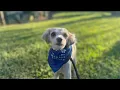 KPRC 2 Pet Project - Meet Sahara
