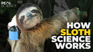 Why Studying Sloths Is Basically Impossible