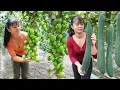 Download Lagu REWIND TIMELAPSE --750 Days Harvest Many Chinese Apple, Carrot, Cauliflower,.../Phương's Story