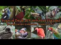 Rainforest Birds