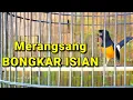 Download Lagu PANCINGAN MURAI MERANGSANG BURUNG YANG SUSAH BUNYI LANGSUNG IKUT BONGKAR ISIAN