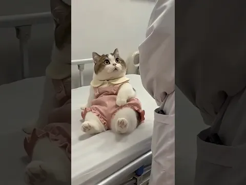 Cat becomes judge after injection!
