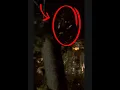 Mysterious footage Of Ethereal Entities Celestial Phenomena