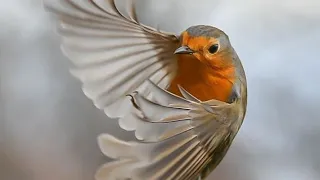 Robin Bird Sound For Pro Hunting صوت عصفور أبو الحن للصيد المحترف 