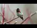 Download Lagu Anna's Hummingbird Kolibri Anna Burung Unik Burung Langka
