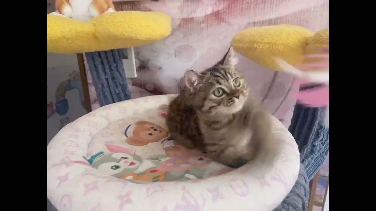 動画
