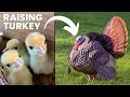 Raising Turkey for Beginners - What you need to know to get started