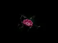 Sibel Can & Eypio - Diken Mi, Gül Mü (𝙨𝙥𝙚𝙚𝙙 𝙪𝙥)