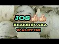 Download Lagu SUARA WALET SEDOT BURUNG TETANGGA