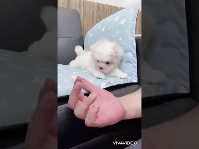 動画