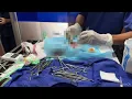processing female cat surgery
