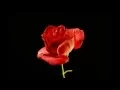 Blooming Rose Timelapse