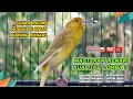 Download Lagu Kenari GACOR NGEREK‼️ Masteran Kenari PAUD dan Pancingan Kenari MACET BUNYI dan Betina NGIWIR - 30