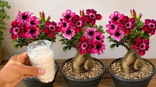 APENAS 1 COLHER FAZ EXPLODIR DE FLORES (Qualquer Rosa do Deserto)