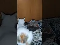 Download Lagu Anak kucing memanggil induknya minta tolong#shorts , #vidioshort , #youtubeshorts ,