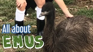 All About Emus