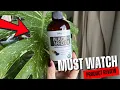 Healths Harmony Organic Black Seed Oil Overview is it Worth it
