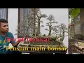 Lagu Obral bonsai , yang punya mau pensiun