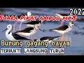 Download Lagu SUARA PIKAT || MP3 BURUNG GAGANG BAYAM. MP3