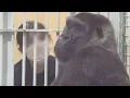 Download Lagu 妊娠中のゲンキにはいつも以上に甘い飼育員さんと、オヤツをねだるゲンキ♪⭐️ゴリラGorilla【京都市動物園】Genki asks the zookeeper for treats .