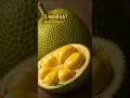 Download Lagu 5 Manfaat Buah Nangka