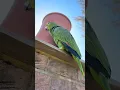 Download Lagu Fun times ❤️ #funnyanimals #birds #funnybirds #sid #funny