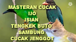 Download MASTERAN CUCAK IJO JUARA ISIAN TENGKEK BUTO SAMBUNG CUCAK JENGGOT, CEPAT MASUK MP3