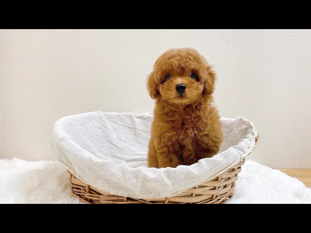 動画